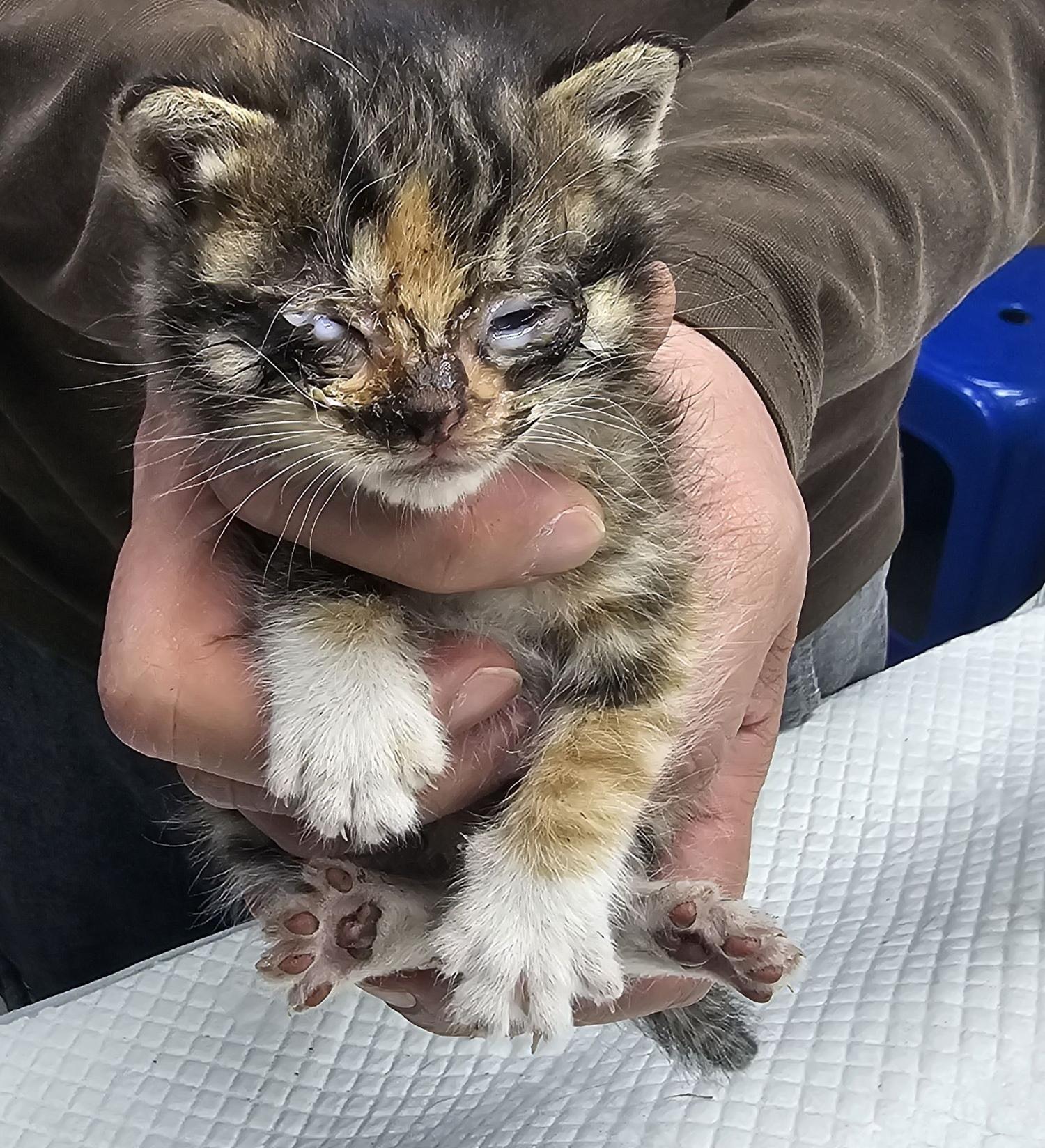 [고양이] 한국 고양이 인천-강화-2024-00348 유기동물 배경 이미지 입니다.